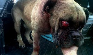 Honde wreedaard gevonnis